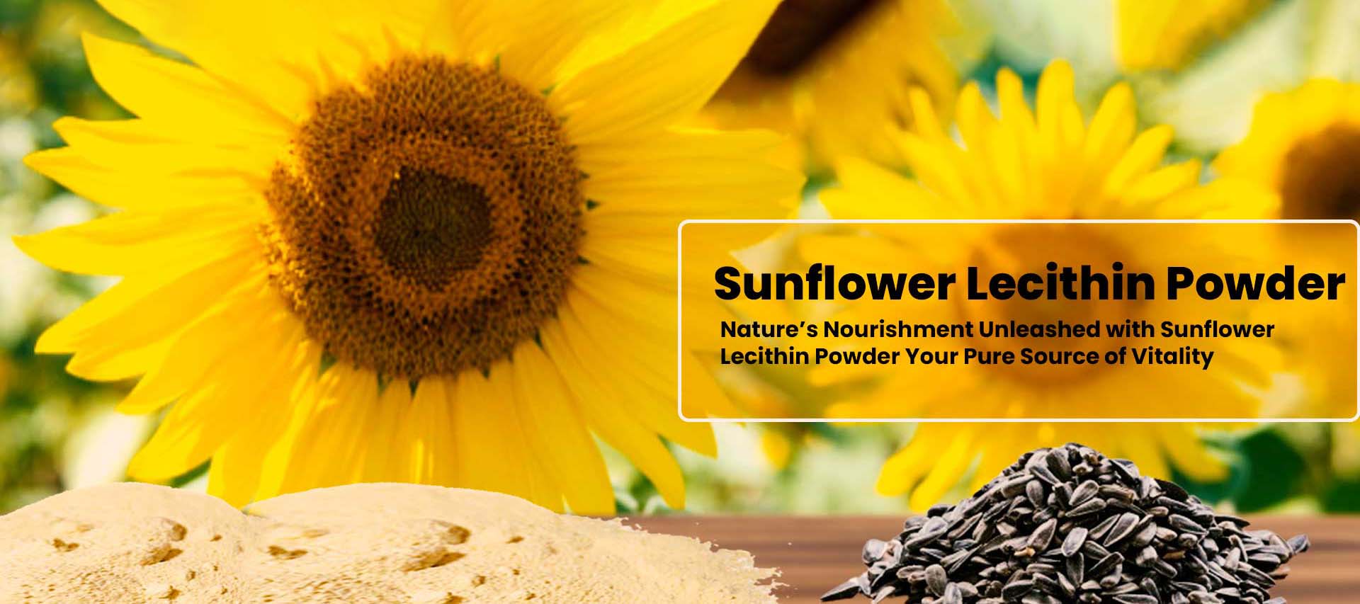 Sunflower Lecthin Powder in Amravati