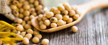 Soya Lecithin The Versatile Superfood for a Balanced Life